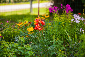colorful flowers in the garden