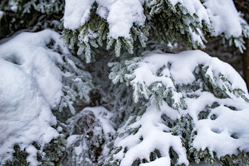 Close-up of thick snowy fir branches