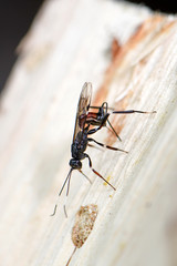 Schupfwespe bohrt Legebohrer in Holz  (Ichneumonidae sp) - Ichneumon wasp