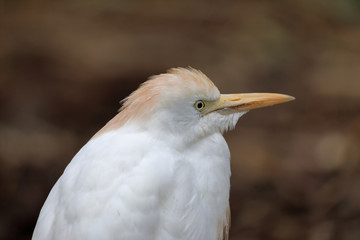 Portrait of a cattle egret (Bubulcus ibis) looking to the right