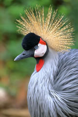 Portrait of a gray crowned crane (Balearica regulorum) looking to the left