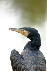 Portrait of a great cormorant (Phalacrocorax carbo) looking to the left