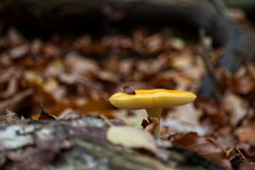 Pilze im Wald © Andre