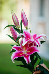 pink lily flowers on green nature background