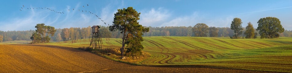 panorama of the autumn field. Trees in the field near the forest, the key of geese flying against the blue sky
