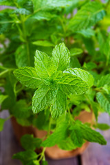 detail of fresh mint plant leaves