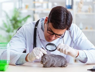 Vet doctor checking up rabbit in his clinic