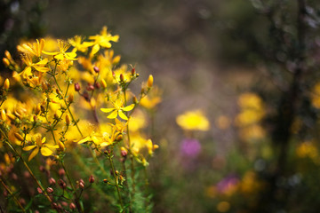 Alternative medicine hypericum perforatum in Turkey.