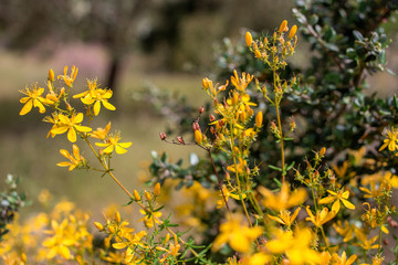 Alternative medicine hypericum perforatum in Turkey.