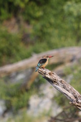 Martin-chasseur du Sénégal