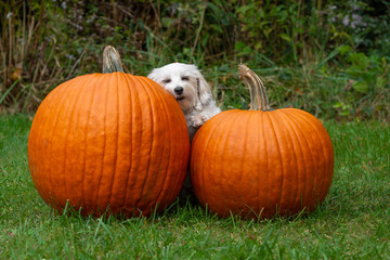 Small dog resting head on pumpkin and sleeping