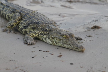 Crocodile sur la plage