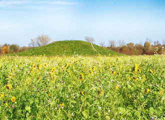 Fototapeta premium Farming in Bavaria: beautiful sunflower field in autumn, soft focus