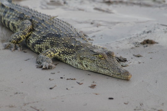 Crocodile sur la plage