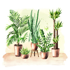 Indoor, home, house plants