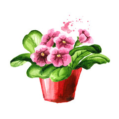 Pink flowers in the flower pot. Indoor, home, house plant. Watercolor hand drawn illustration isolated on white background