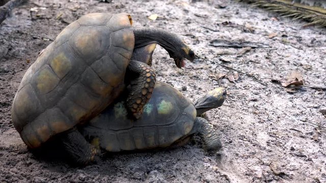 Close zoomed shot of two turtles mating in the amazon jungle in peru near brazilian border at iquitos.