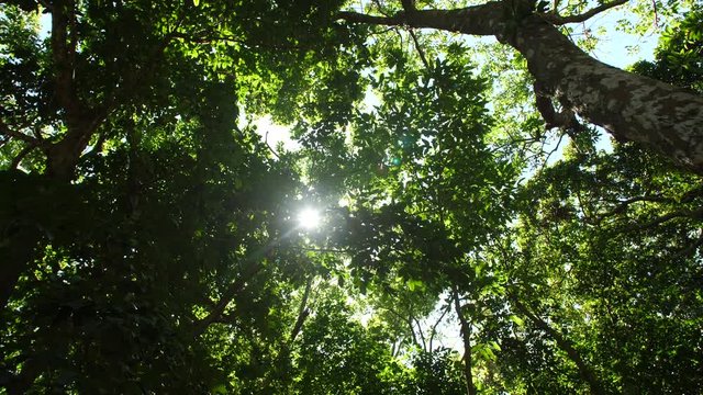 Sunlight passing through the tropical canopy. Lush rainforest green leaves. Slowmotion