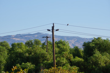 View over the Santa Ynez valley in morning light with tree canopies, an electricity distribution pole with a pigeon sitting on the wire