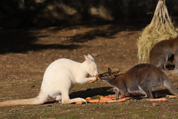 Kangourou brun et blanc