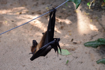 Malaya Flugfuchs