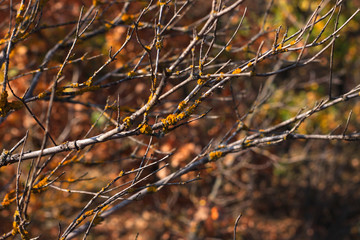 Closeup of a tree bark texture with yellow moss. Beautiful brunches of wild trees.