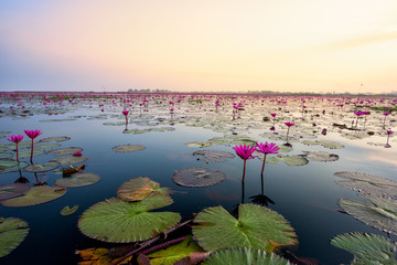Beautiful lake of pink lotus, Udon Thani, Thailand