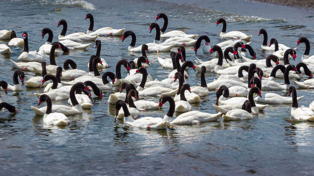 Caulin, Chiloe Island, Chile - Birdwatching in Chiloe, Chile: Black Necked Swans (Cygnus Melancoryphus)