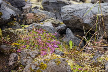 Vestmannaeyjar, Iceland