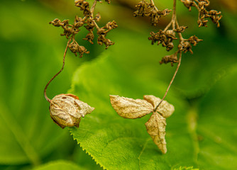 Wilted leaves and Flowers on a green leaf background