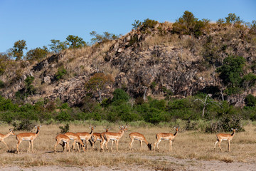 Impala in the Savuti region of Botswana