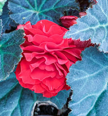 red rose on blue background