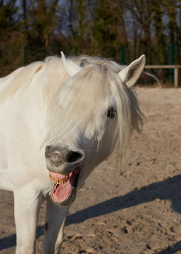 poney shrek