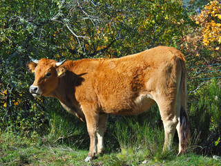 vaca