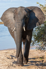 African Elephant - Loxodonta africana - Botswana