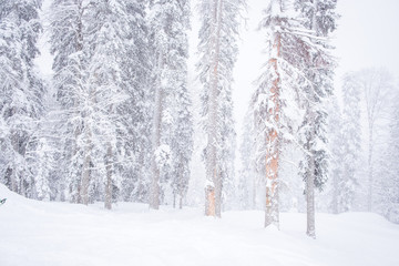 Fototapeta premium Forest after a heavy snowfall. Winter landscape.