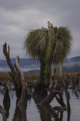 Chepu, Chiloe Island, Chile - Birdwatching in Chiloe, Chile: Black Faced Ibis (Theristicus Melanopis) Nesting on a Broken Tree Trunk amidst Tidal River Chepu