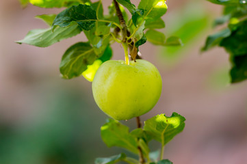 Fresh organic apples from the season garden