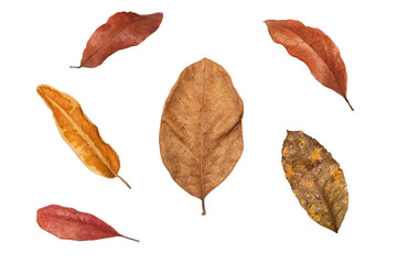 Dry leaf in isolated with clipping path,Brown color leaves set in autumn