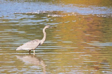 Great Blue Heron in a lake