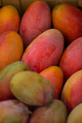 mango 2