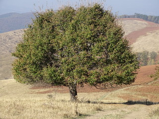 tree in the field