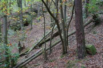 Landschaft im alten Steinbruch des Kastanienwalds von St. Martin in der Pfalz