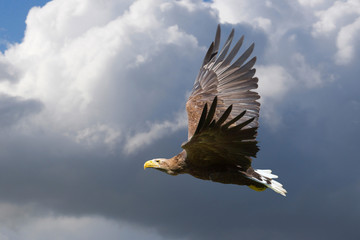 Seeadler (Haliaeetus albicilla) Greifvogel im Flug