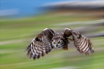  Virginia-Uhu (Bubo virginianus) im Flug