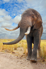 Afrikanischer Elefant (Loxodonta africana) Männchen mit Stoßzähne von vorne, Masai Mara, Kenia, Ostafrika