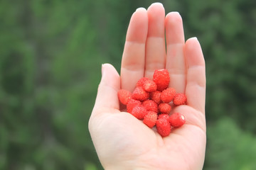 Wild strawberry in the hand