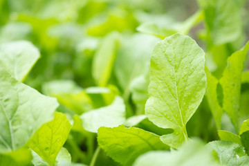Fototapeta na wymiar green lettuce in garden,vegetable in field