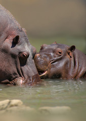 Flusspferd (Hippopotamus amphibius) Muttertier mit Jungem im Wasser