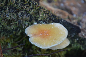 mushroom in forest